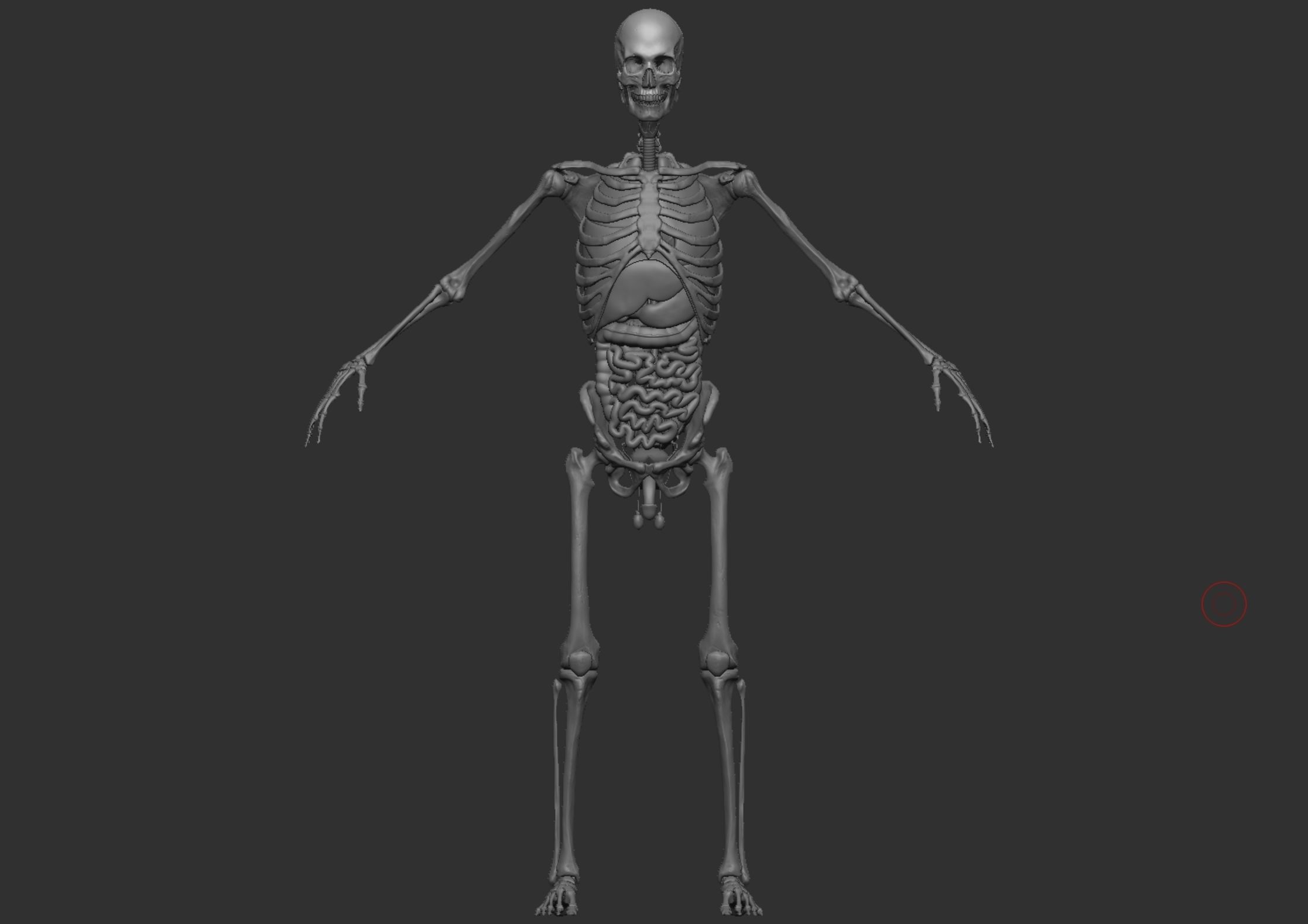 Anatomy 3D model_7