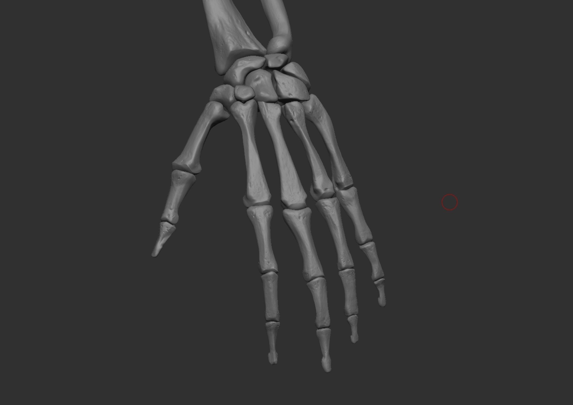 Anatomy 3D model_26