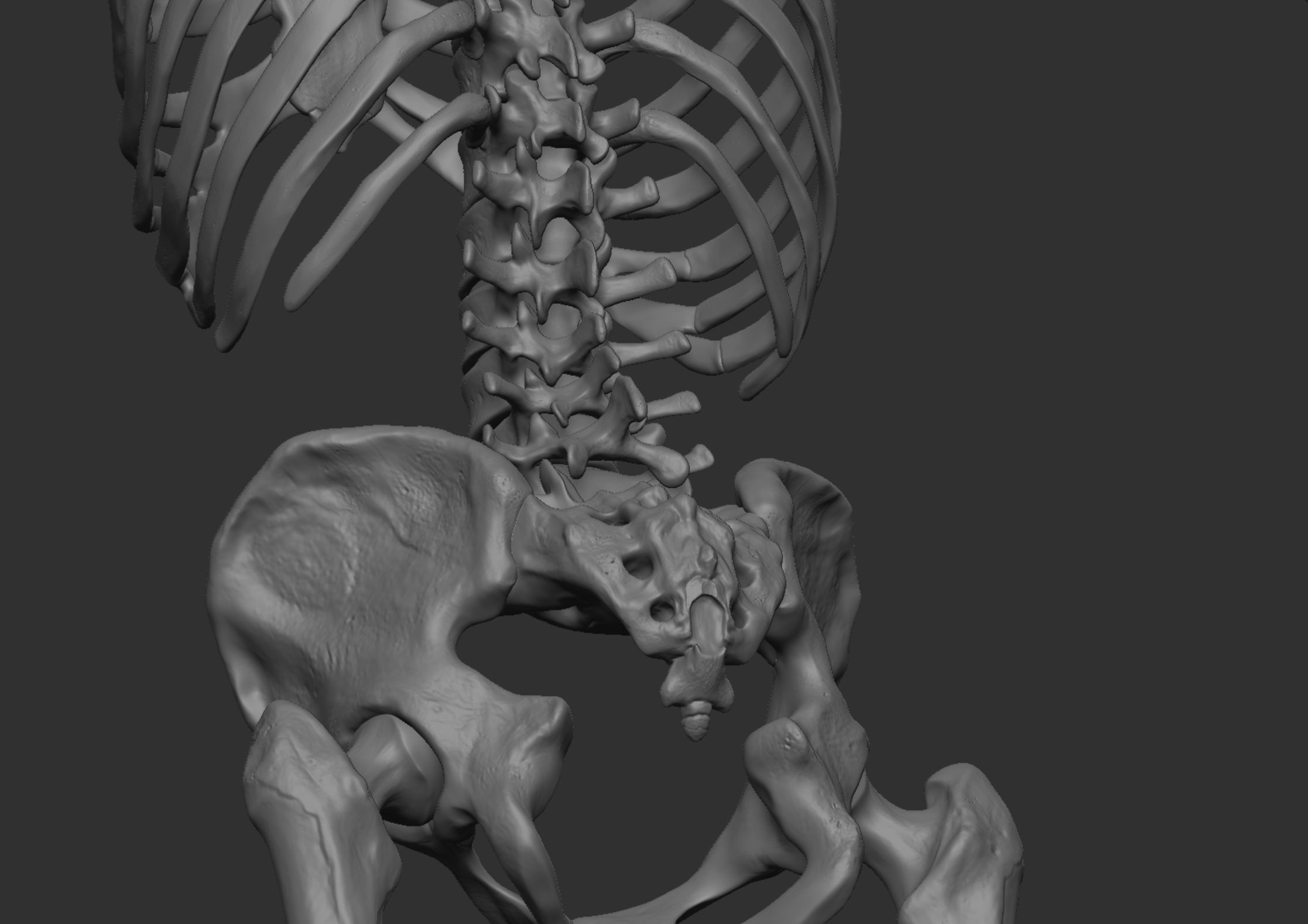 Anatomy 3D model_25