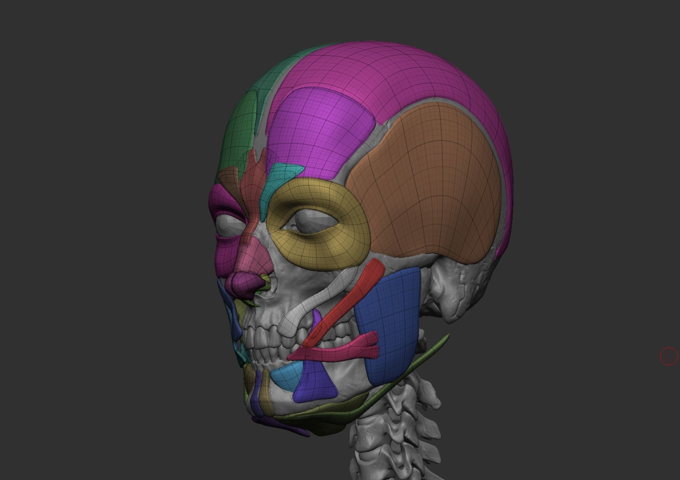 Anatomy 3D model_13