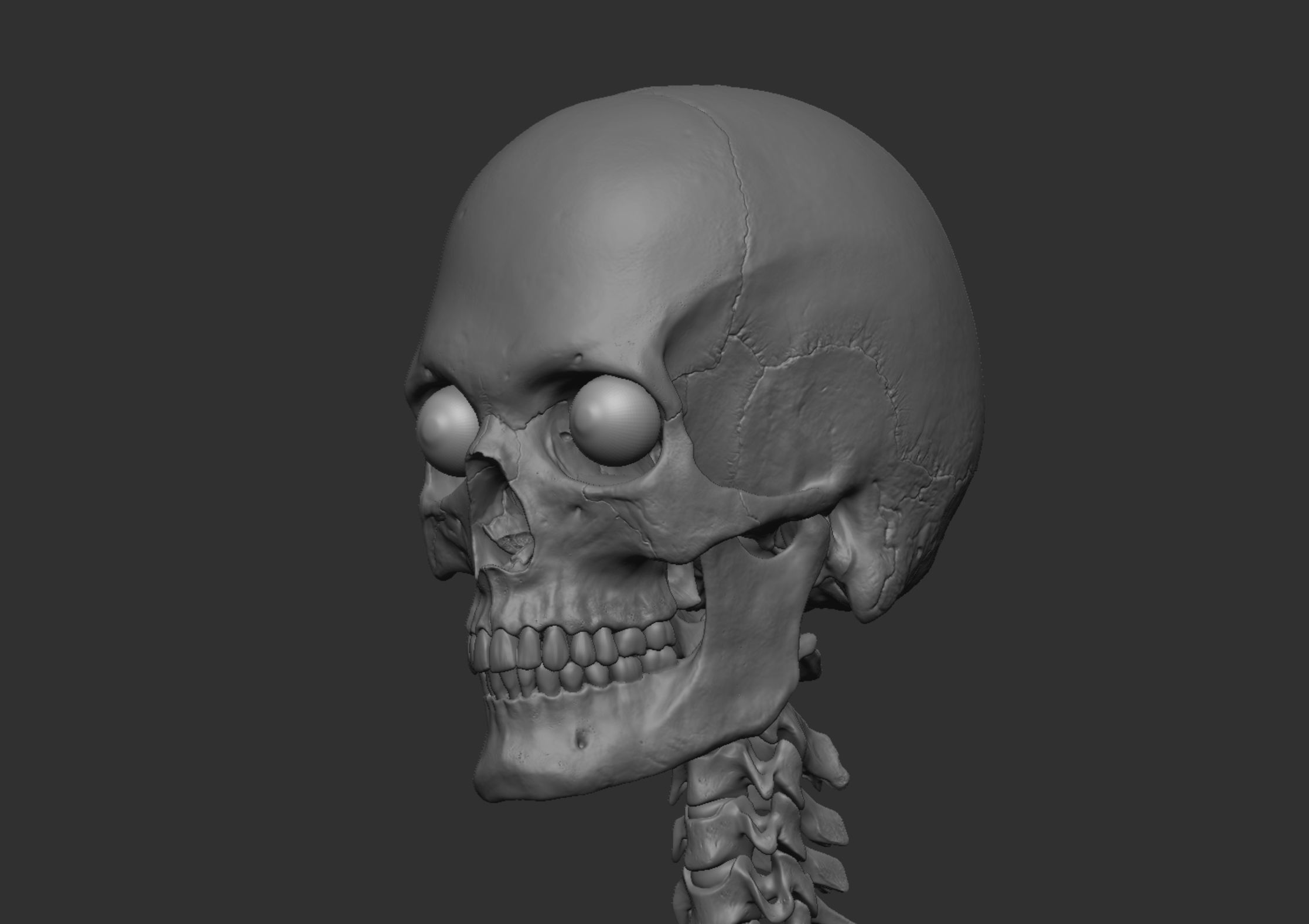 Anatomy 3D model_10