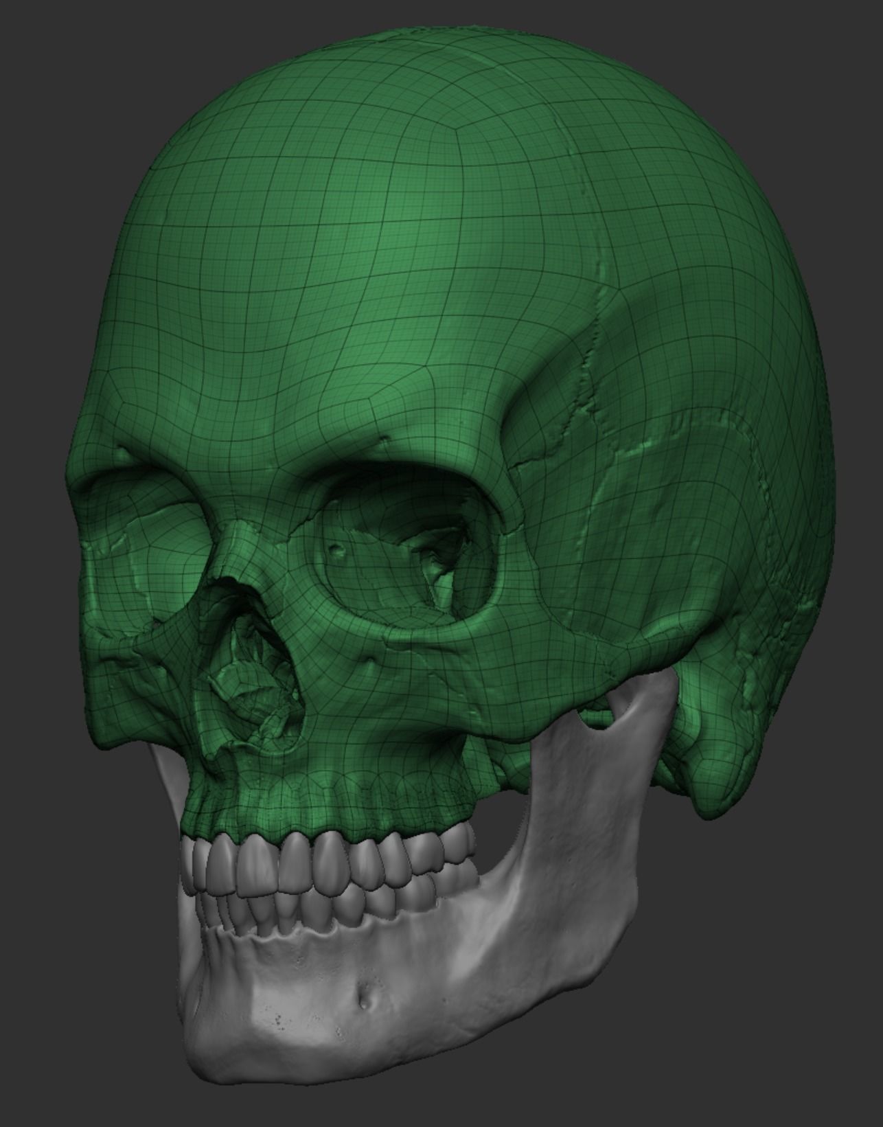 Anatomy 3D model_37