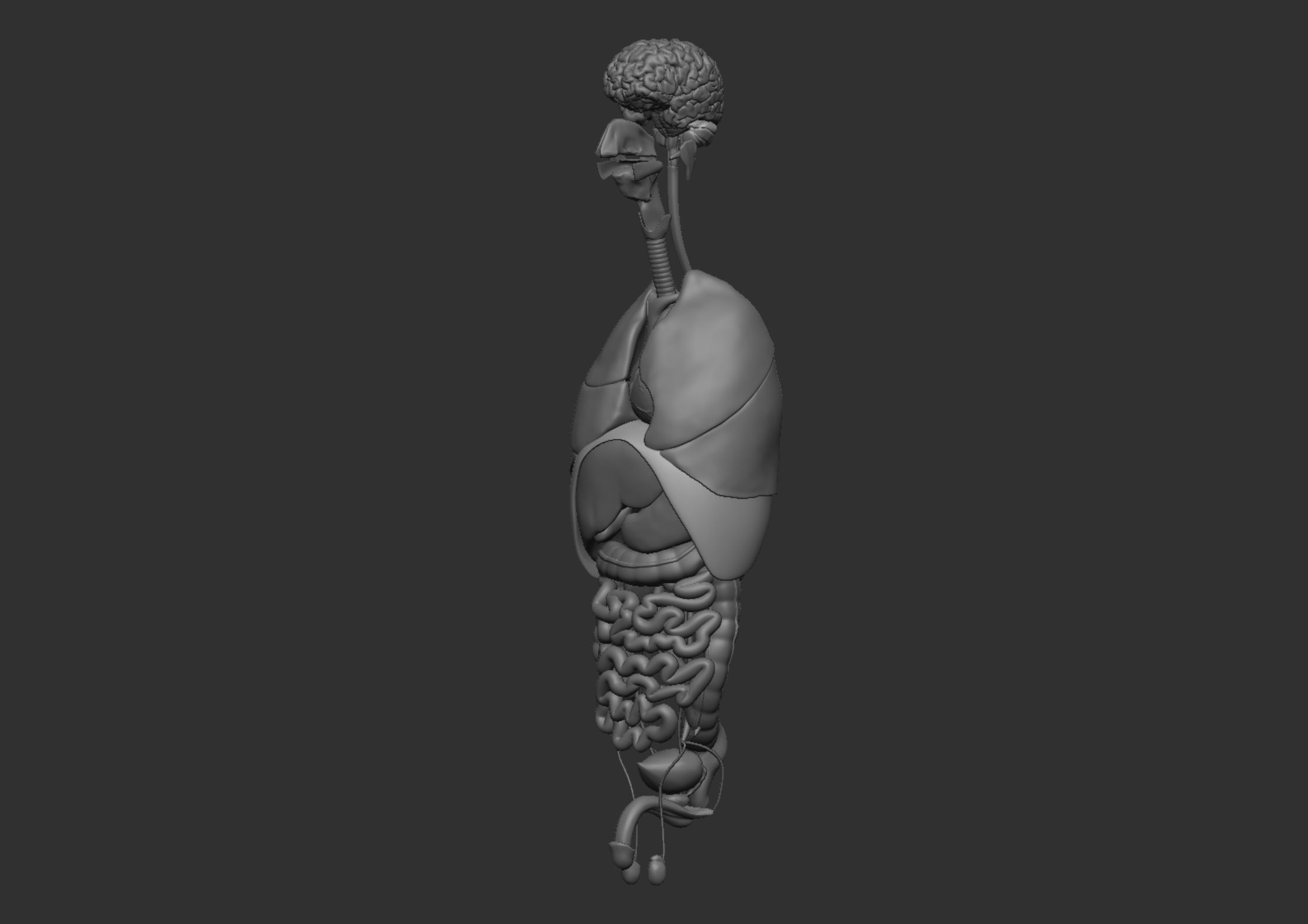 Anatomy 3D model_23