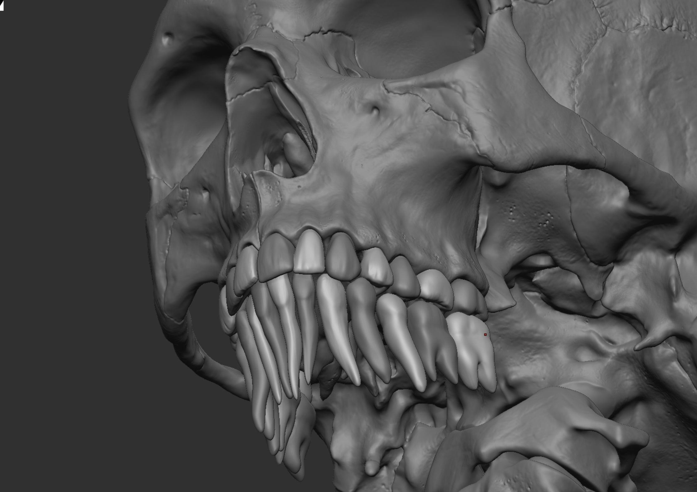Anatomy 3D model_22