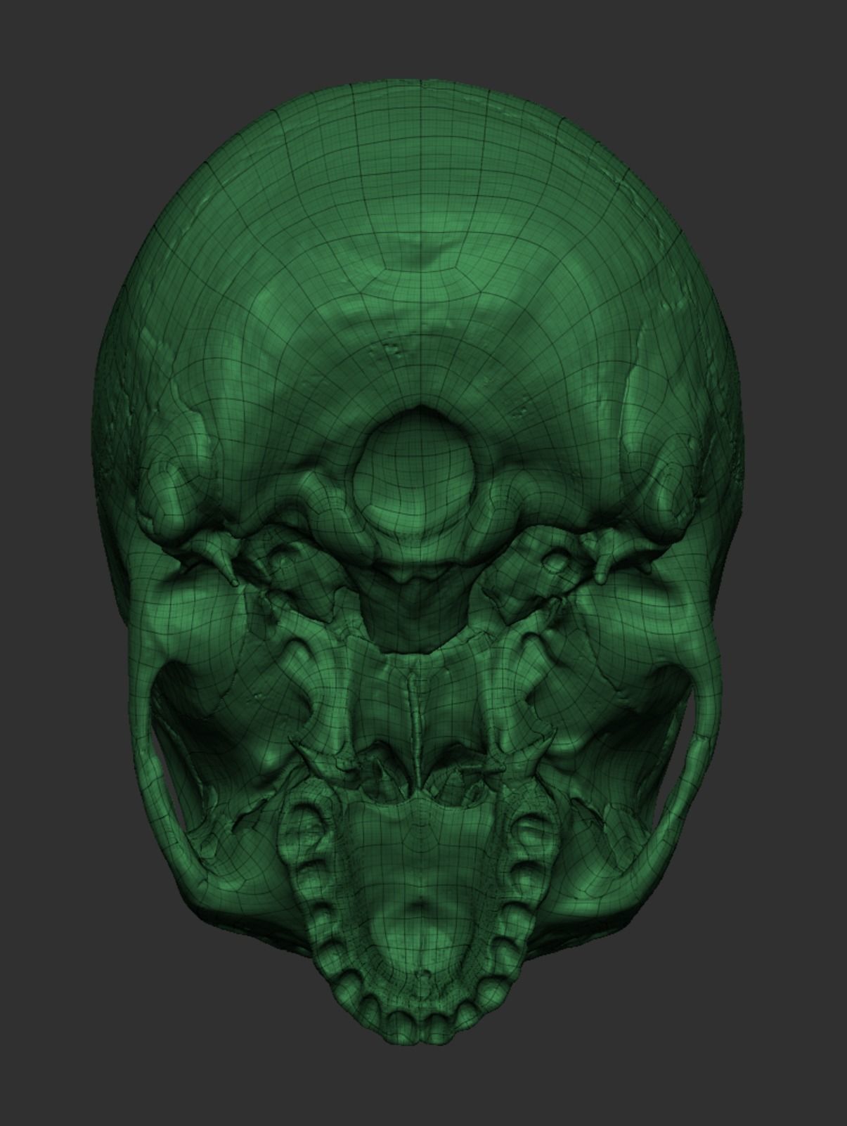 Anatomy 3D model_36
