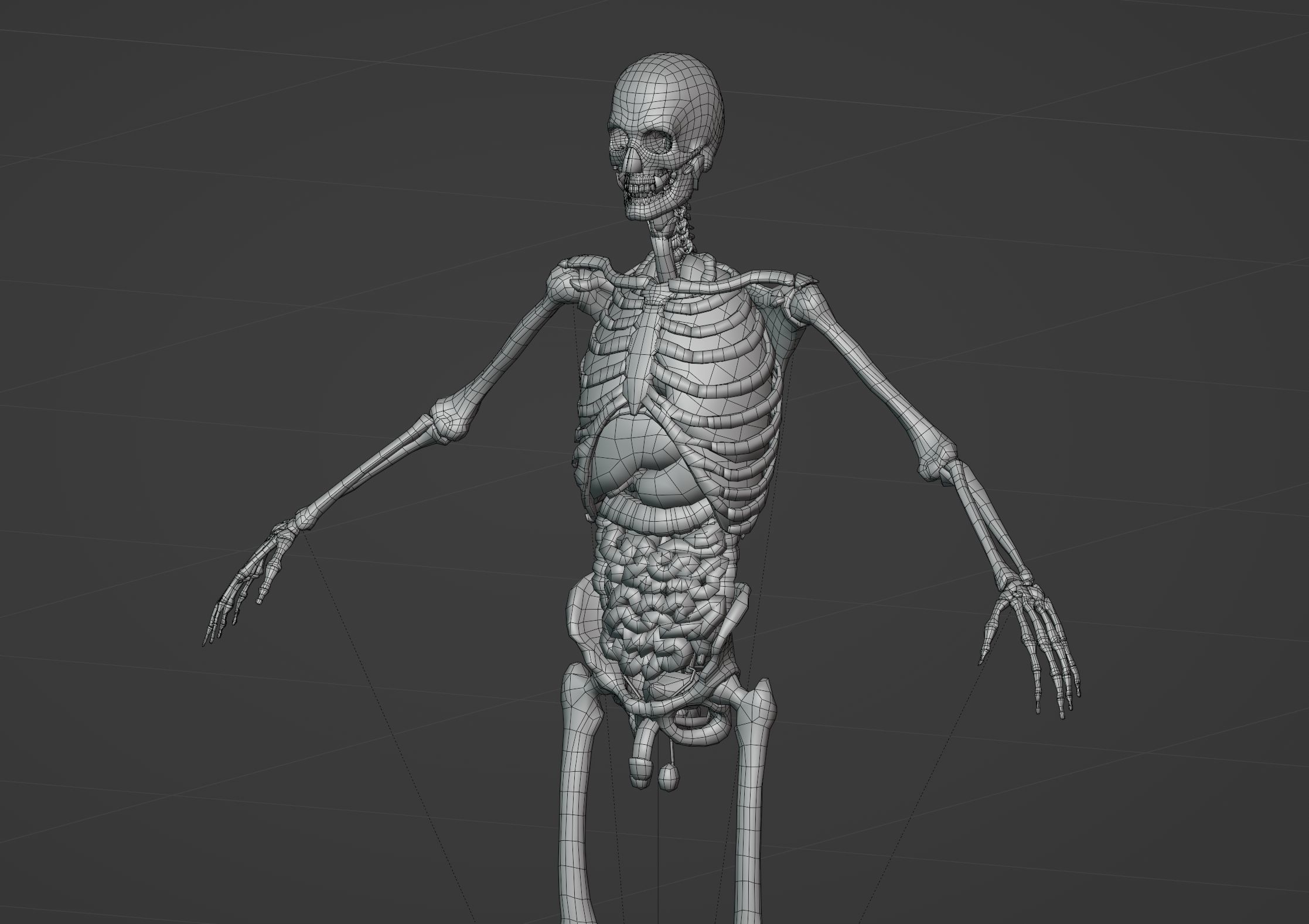 Anatomy 3D model_34