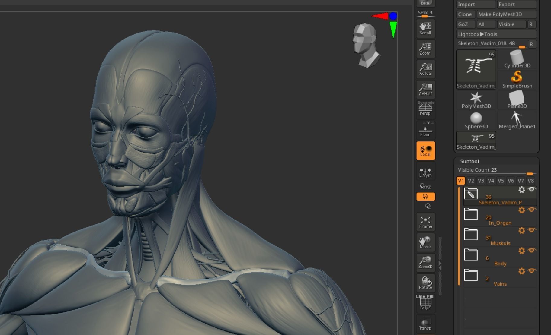 Anatomy 3D model_40