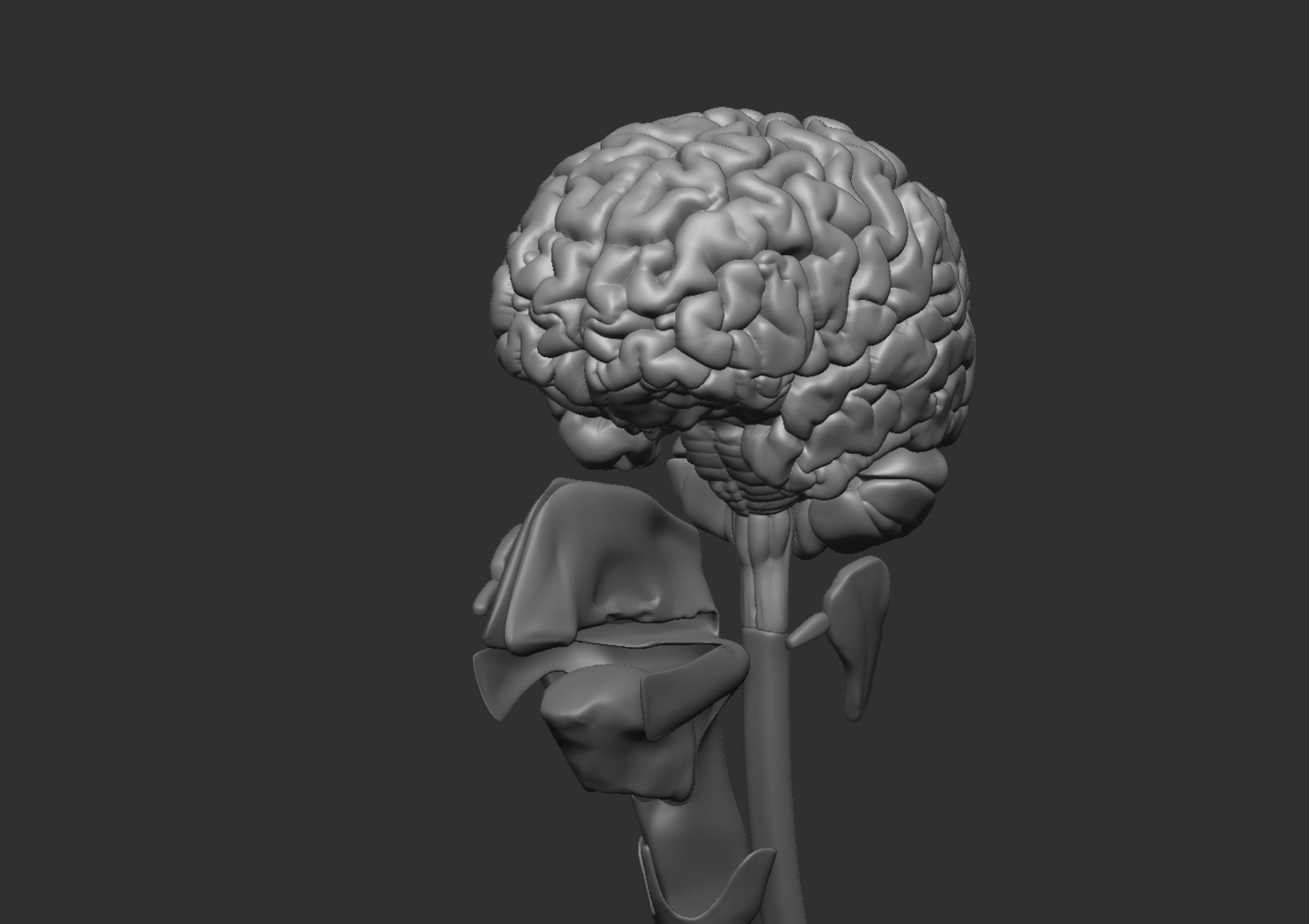 Anatomy 3D model_17