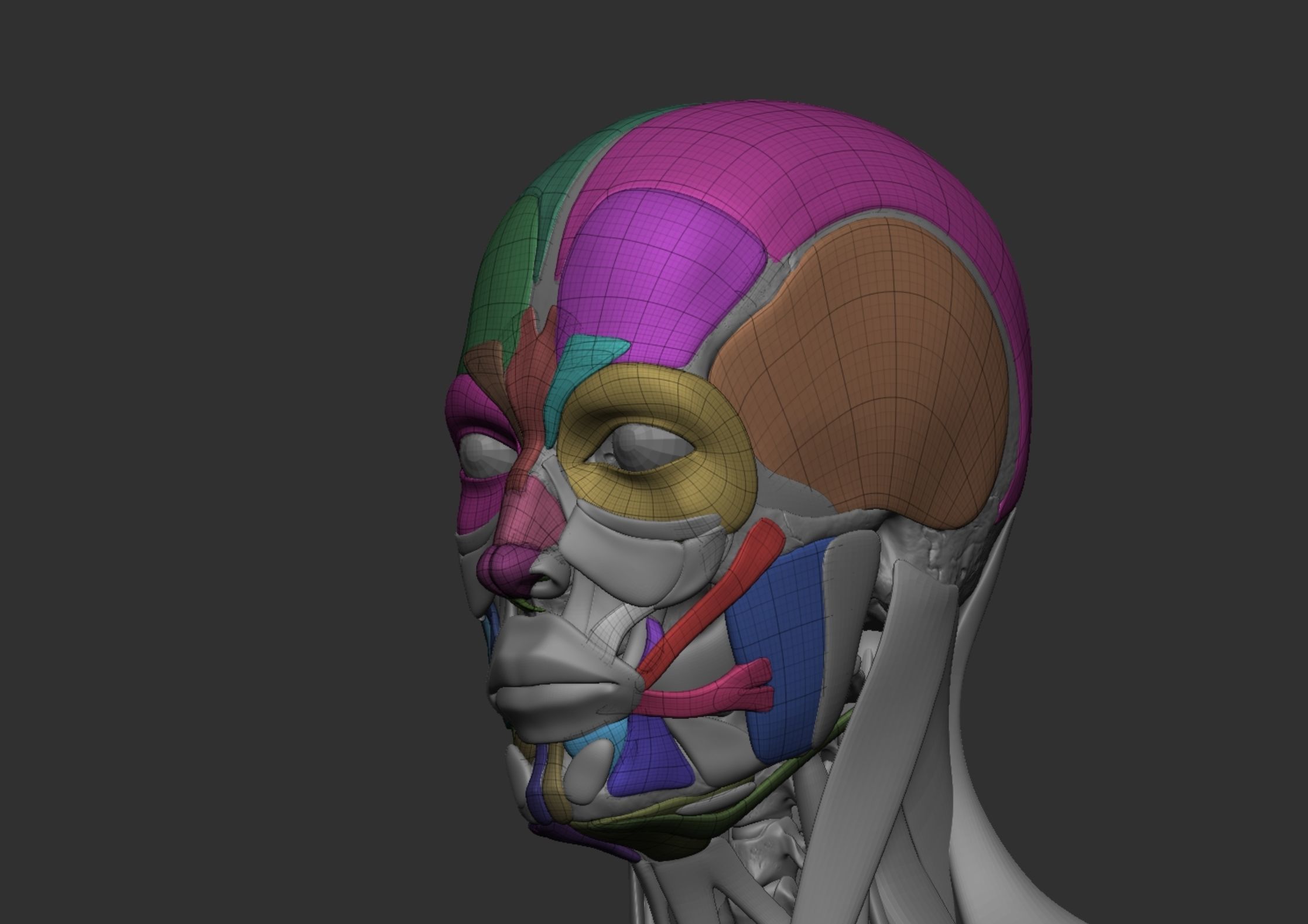 Anatomy 3D model_12