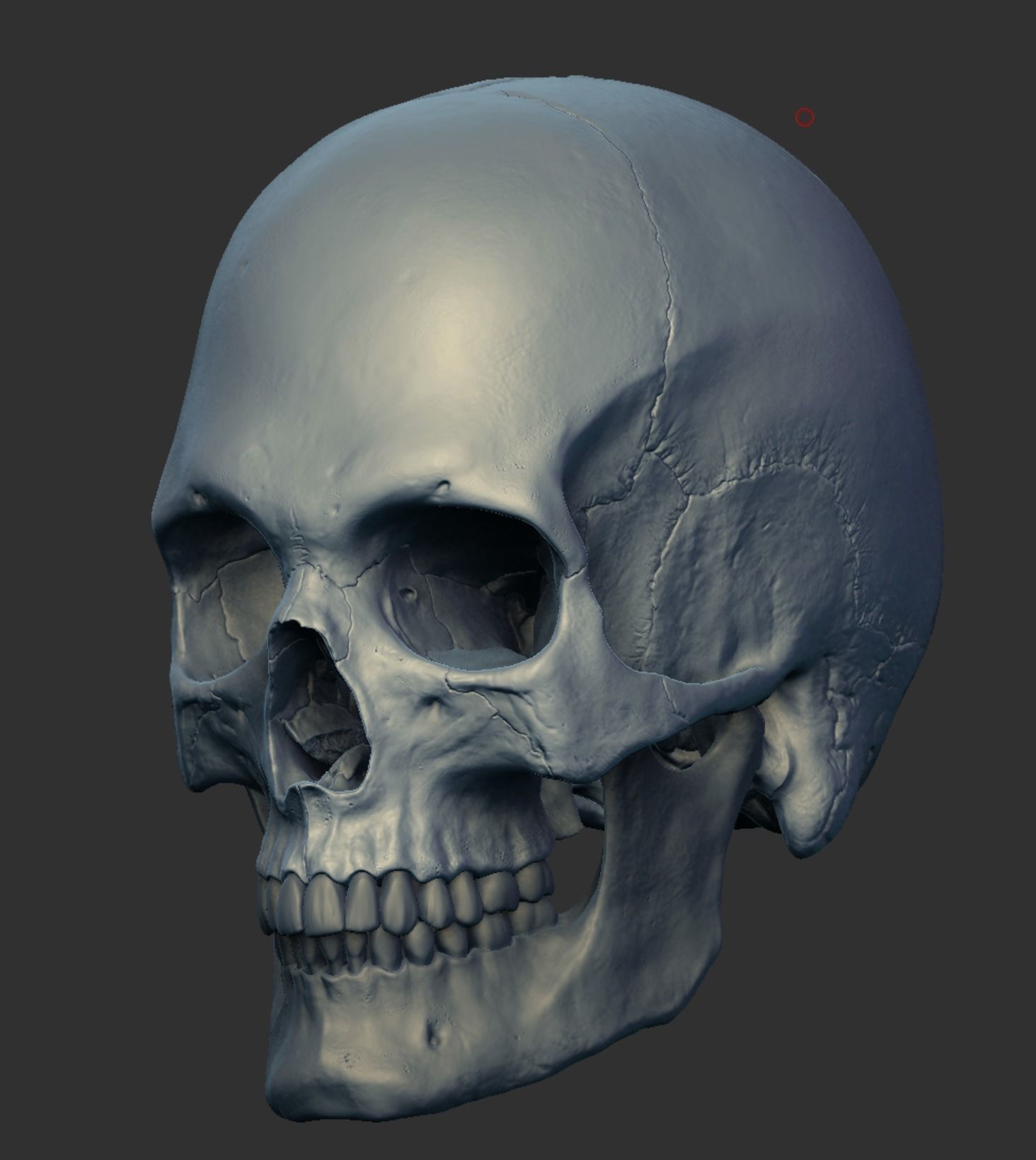 Anatomy 3D model_9