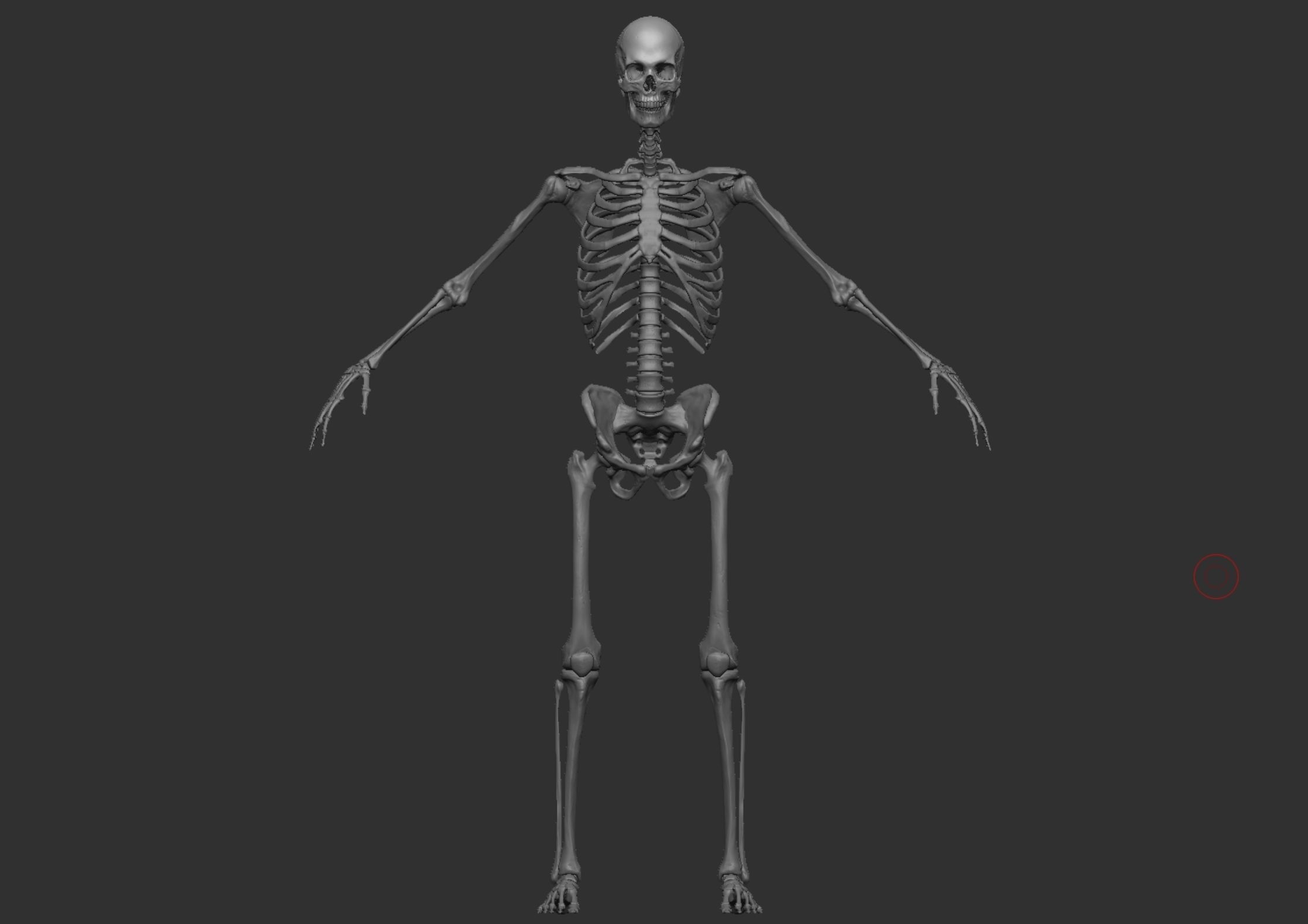 Anatomy 3D model_6