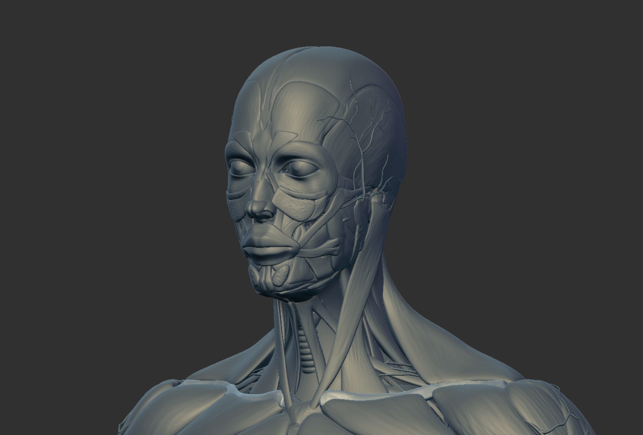 Anatomy 3D model_2