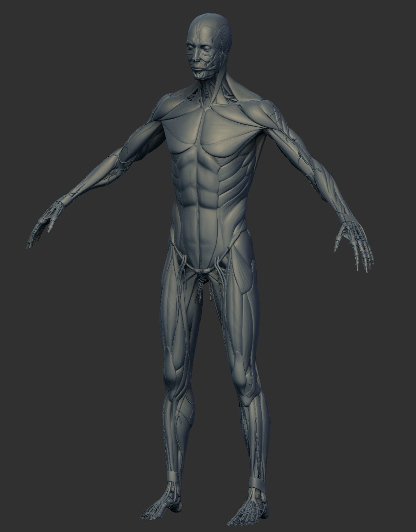Anatomy 3D model_1