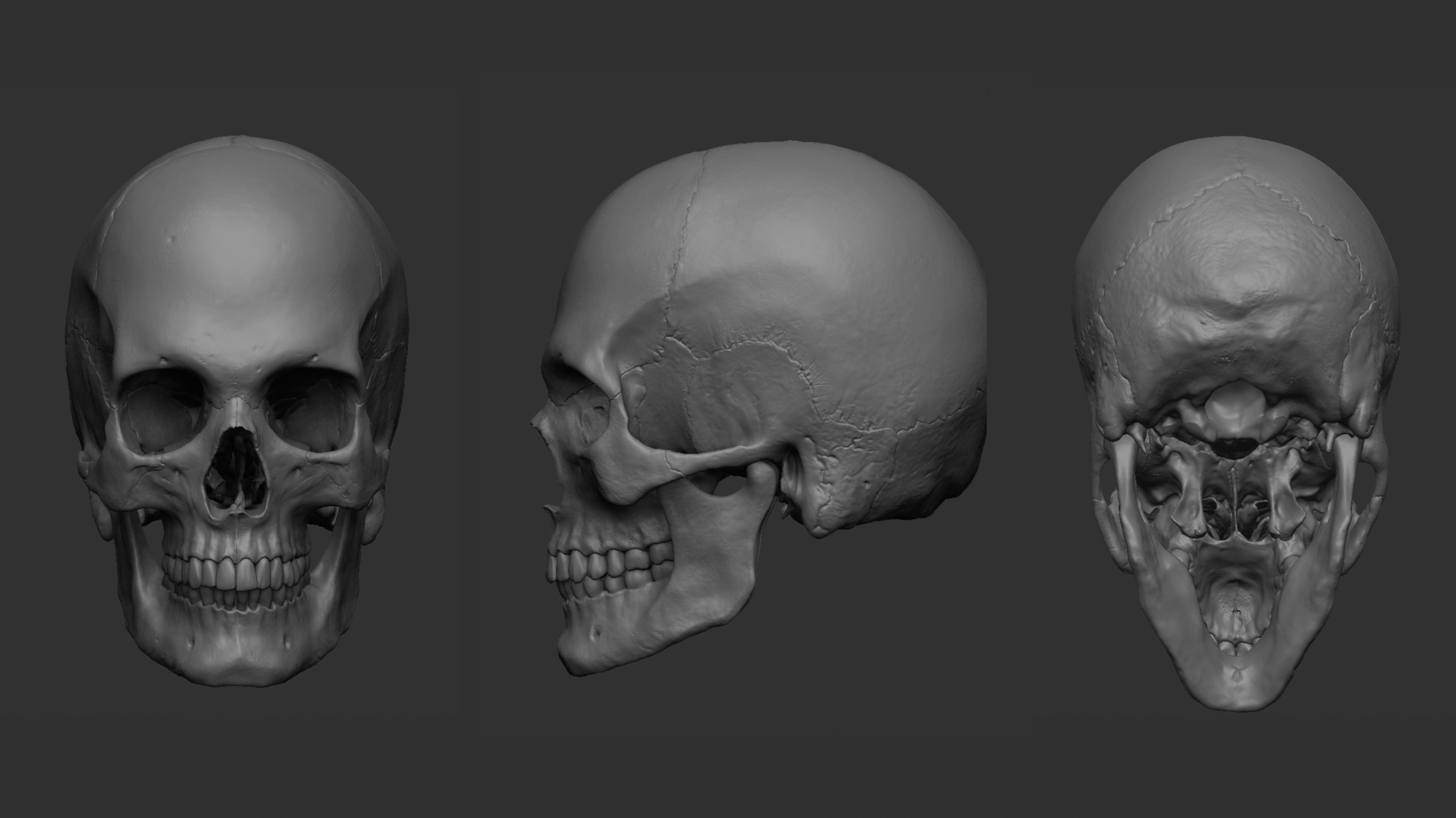 Anatomy 3D model_14