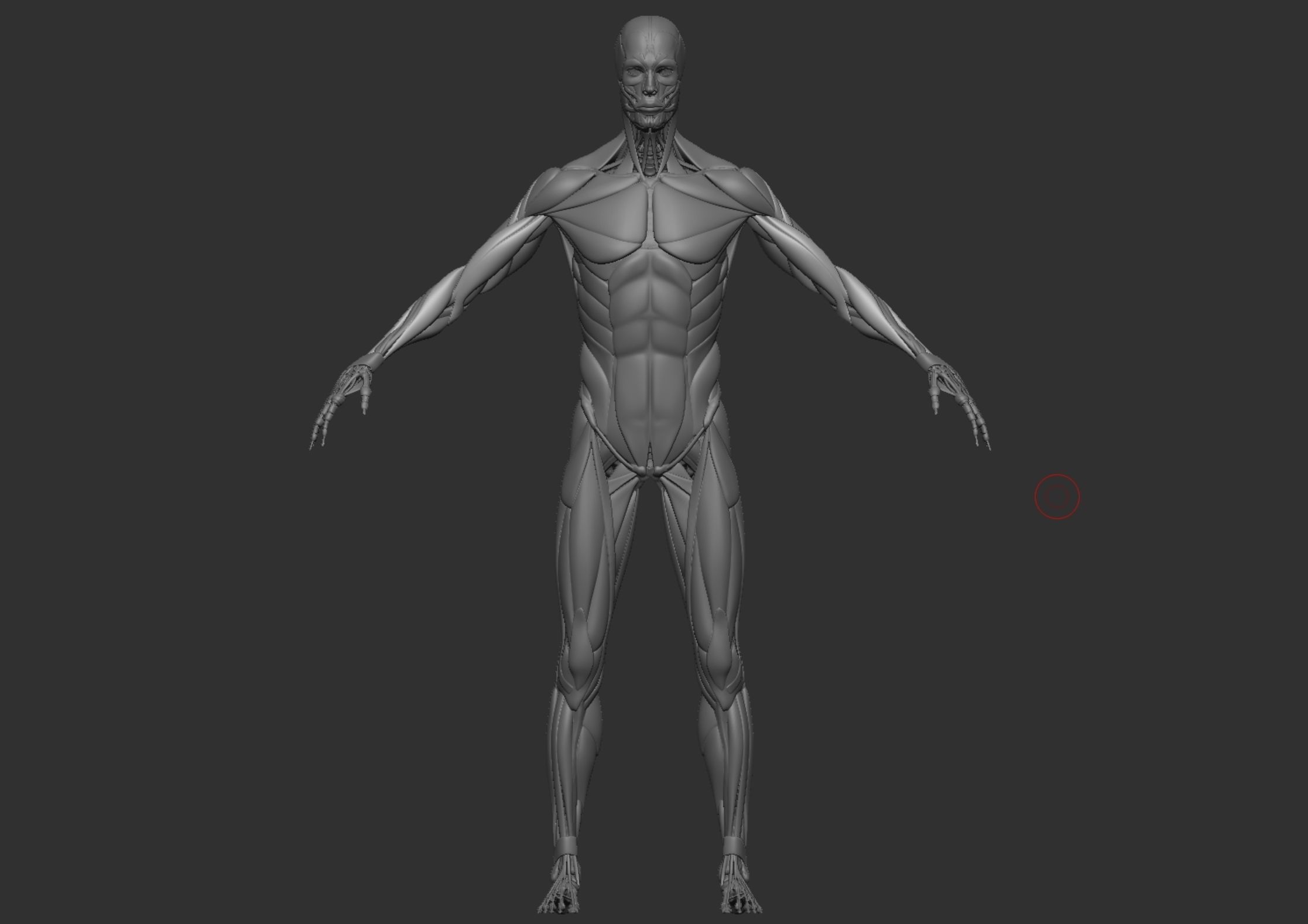 Anatomy 3D model_5