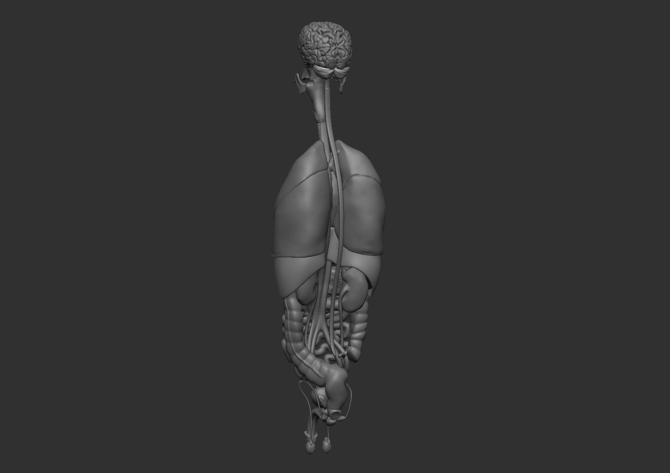 Anatomy 3D model_28