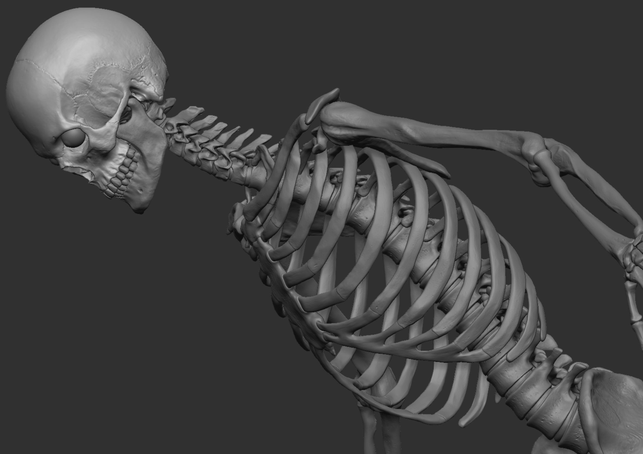 Anatomy 3D model_24