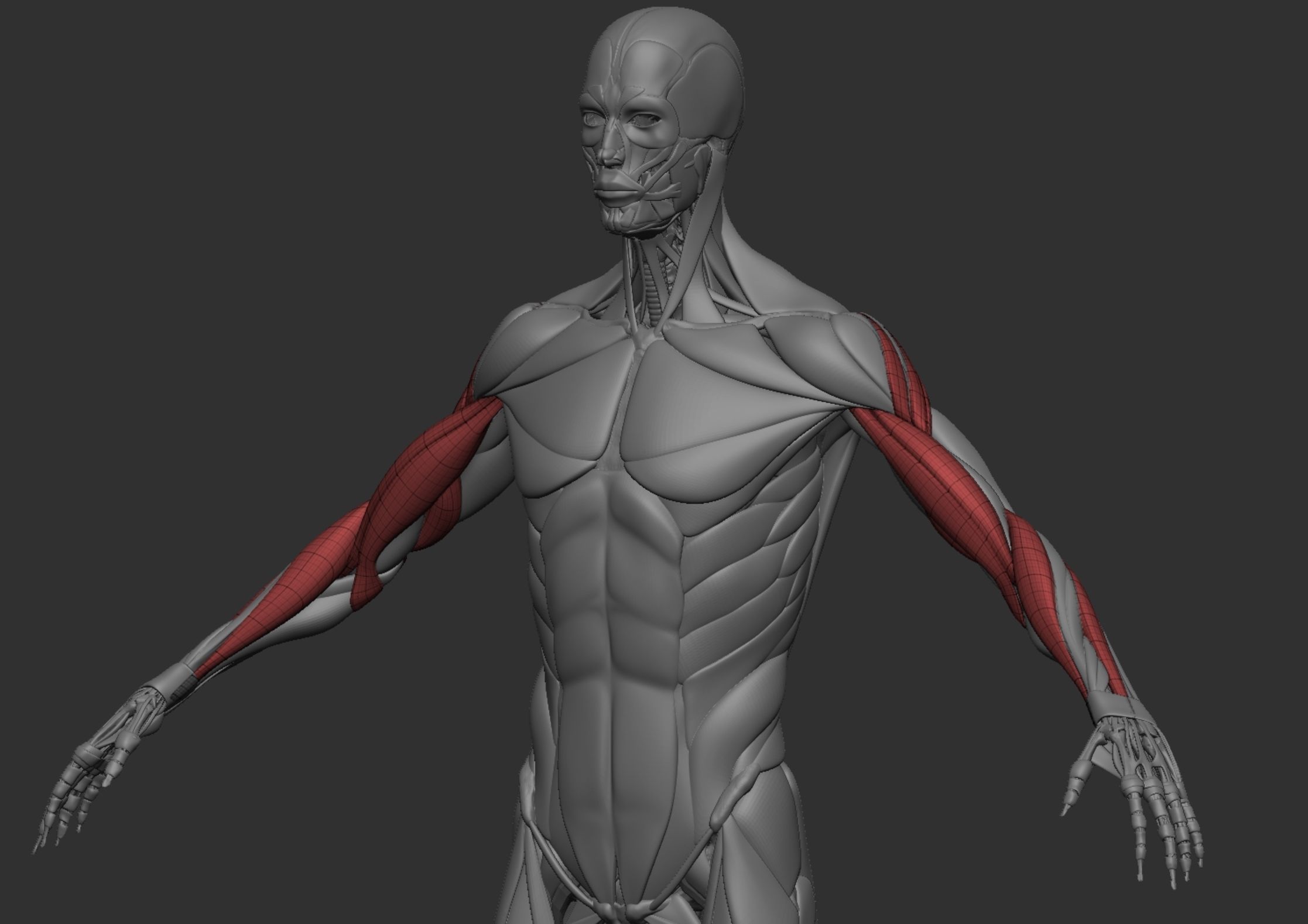 Anatomy 3D model_3