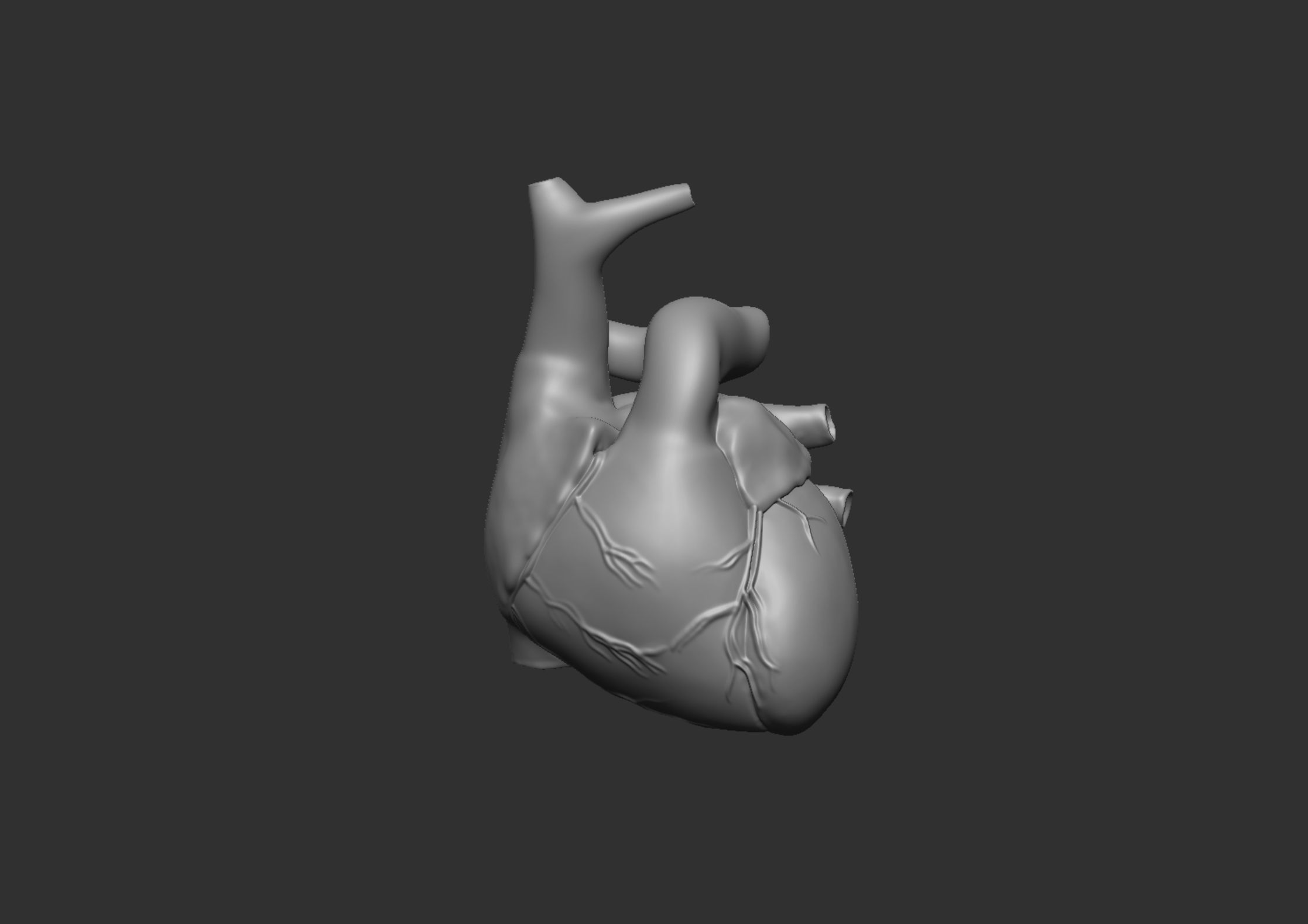 Anatomy 3D model_15