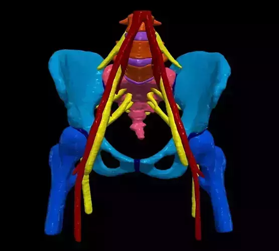  3D Model of Pelvis and Blood Supply