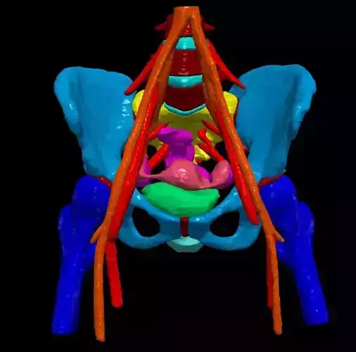 3D Model of Pelvis and Blood Supply 3D print model