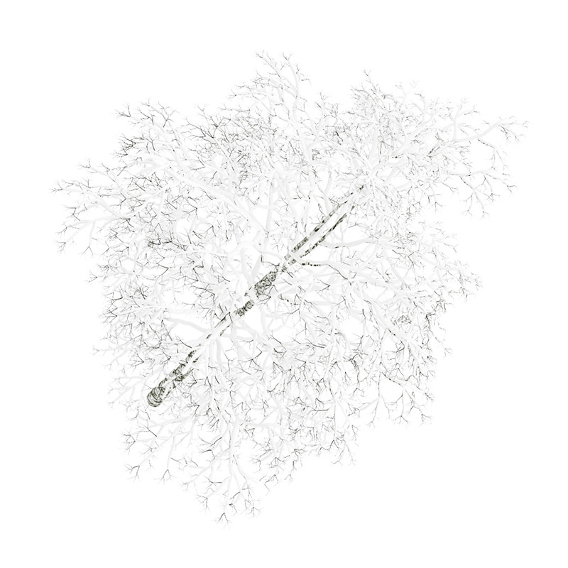 Birch-Tree 4 5m Winter 3D model_1