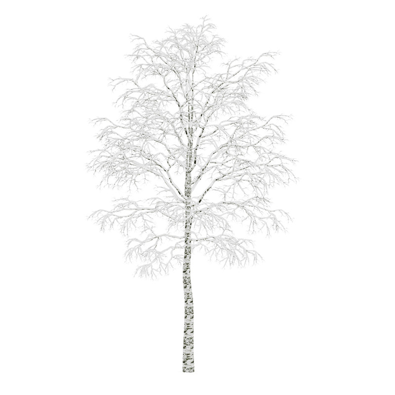 Birch-Tree 4 5m Winter 3D model_3