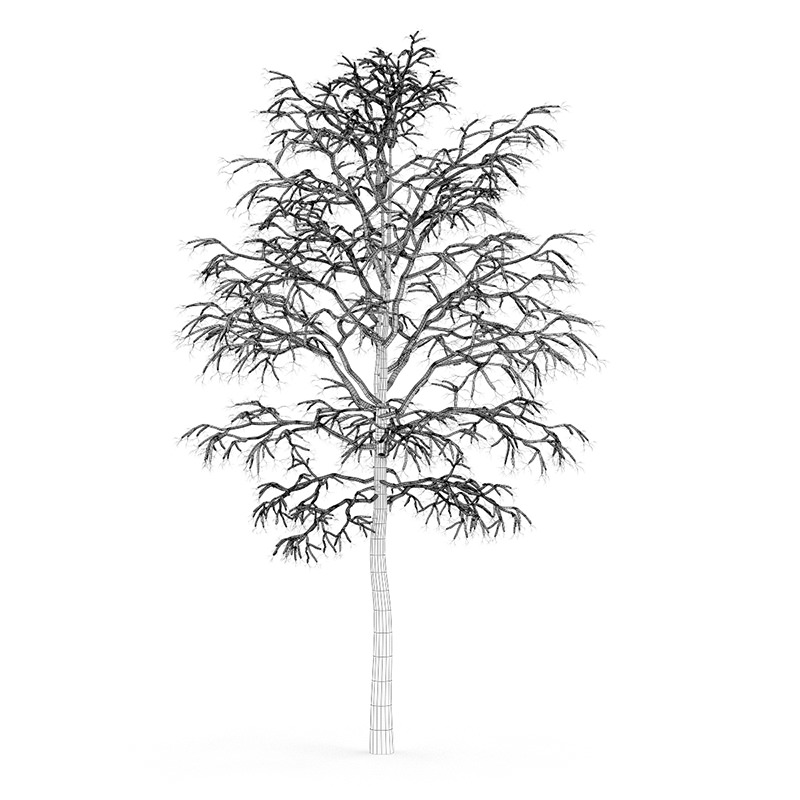 Birch-Tree 4 5m Winter 3D model_2