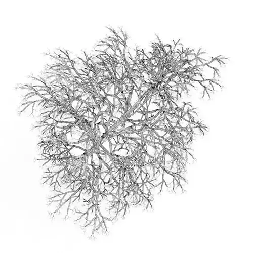 Birch-Tree 4 5m Winter