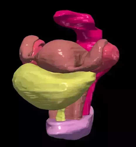 3D Model of Pelvis Organs 3D print model