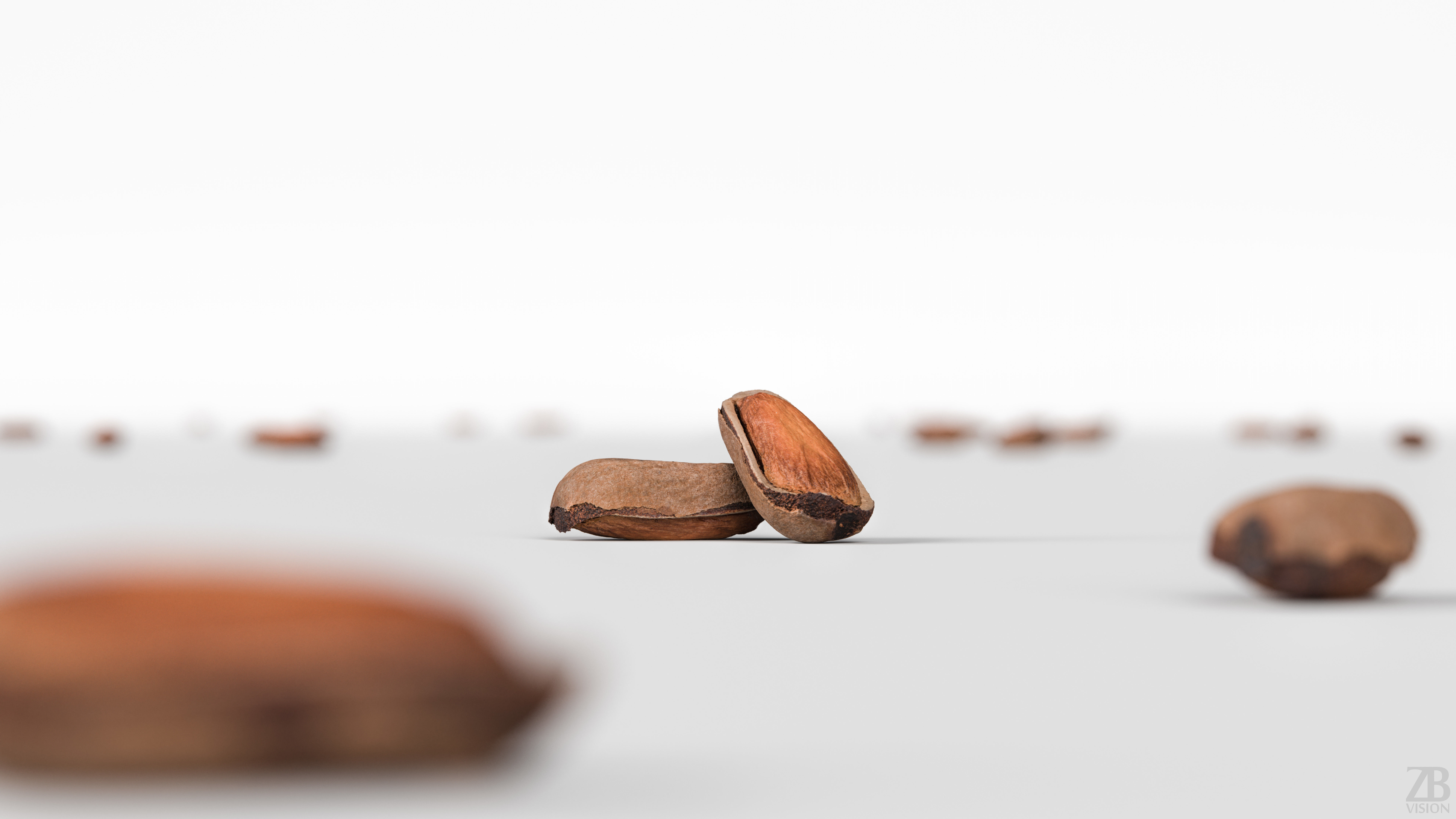 Pine Seed  3D model_1