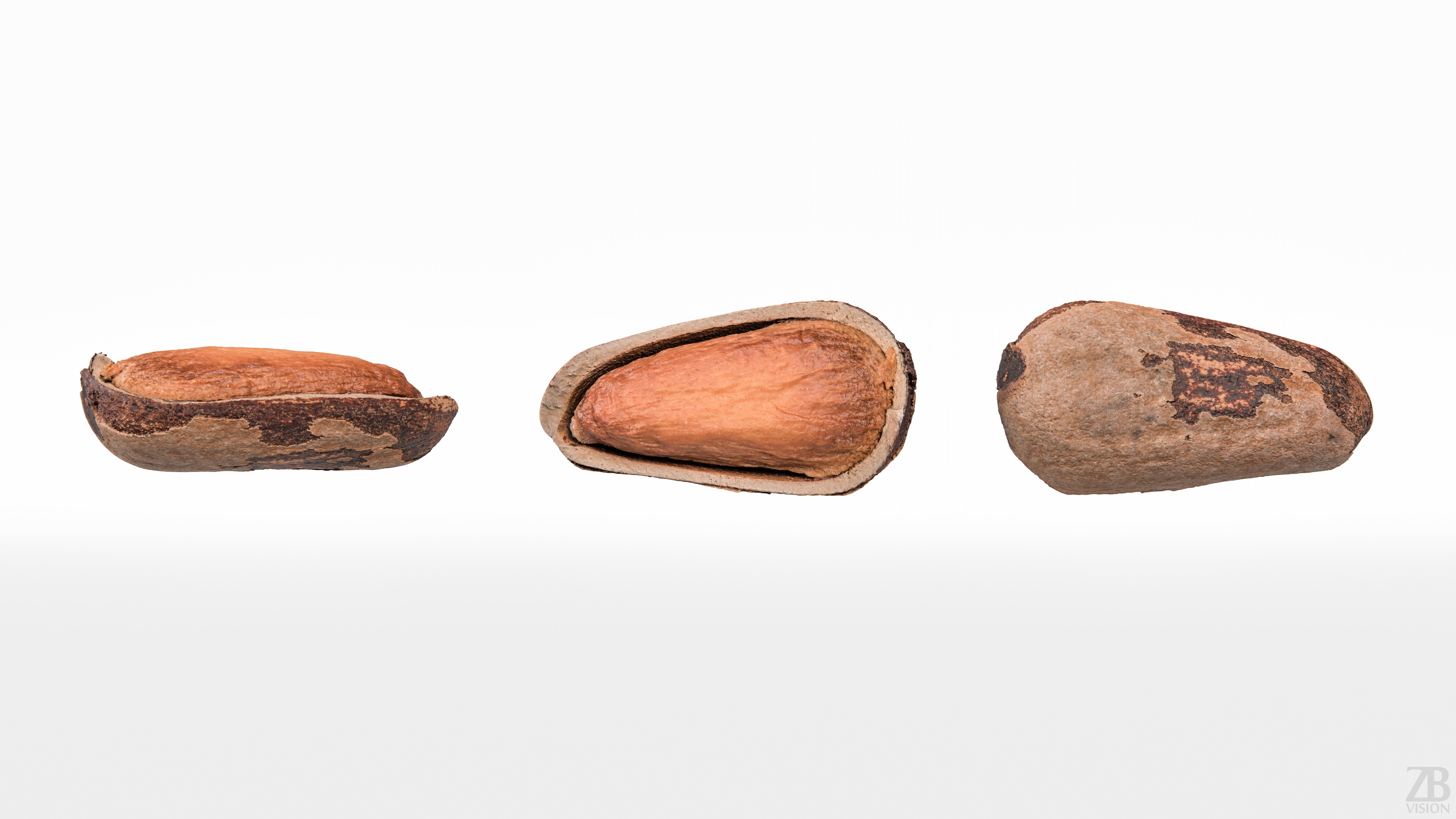 Pine Seed  3D model_4