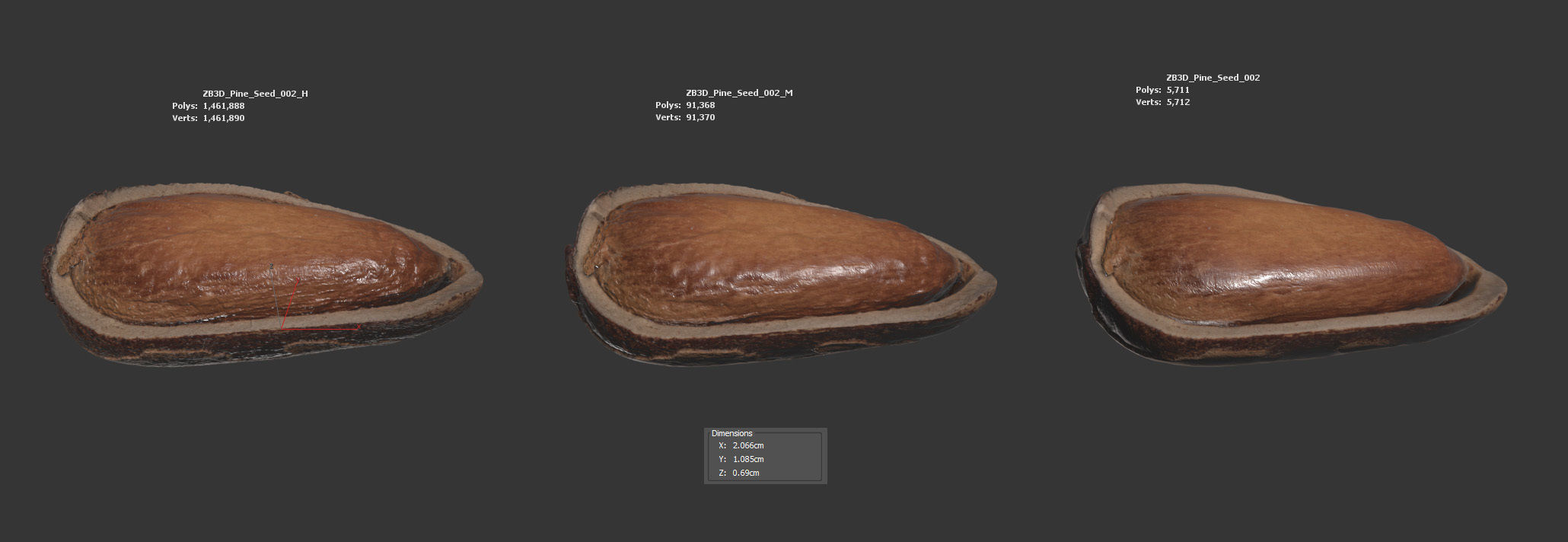 Pine Seed  3D model_5