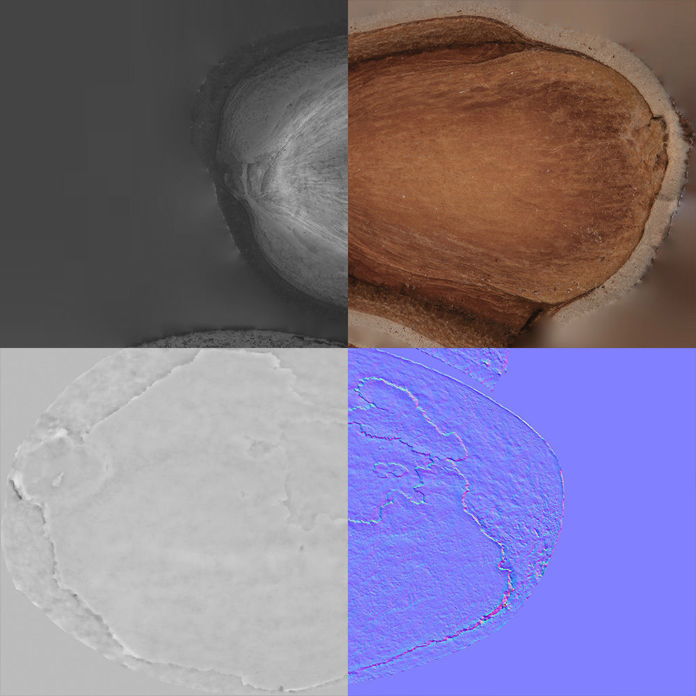 Pine Seed  3D model_8