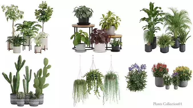 plants collection 01 