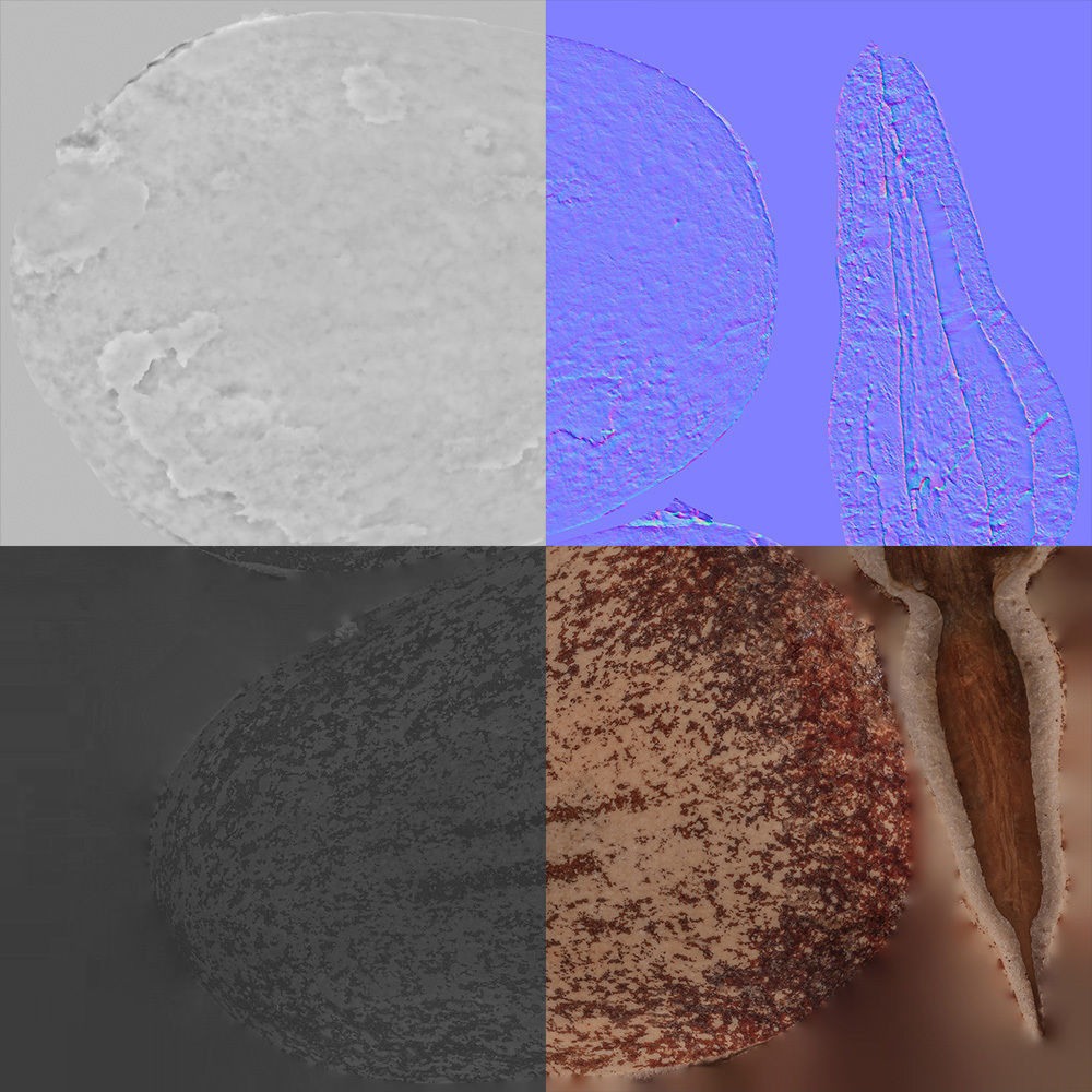 Pine Seed  3D model_8