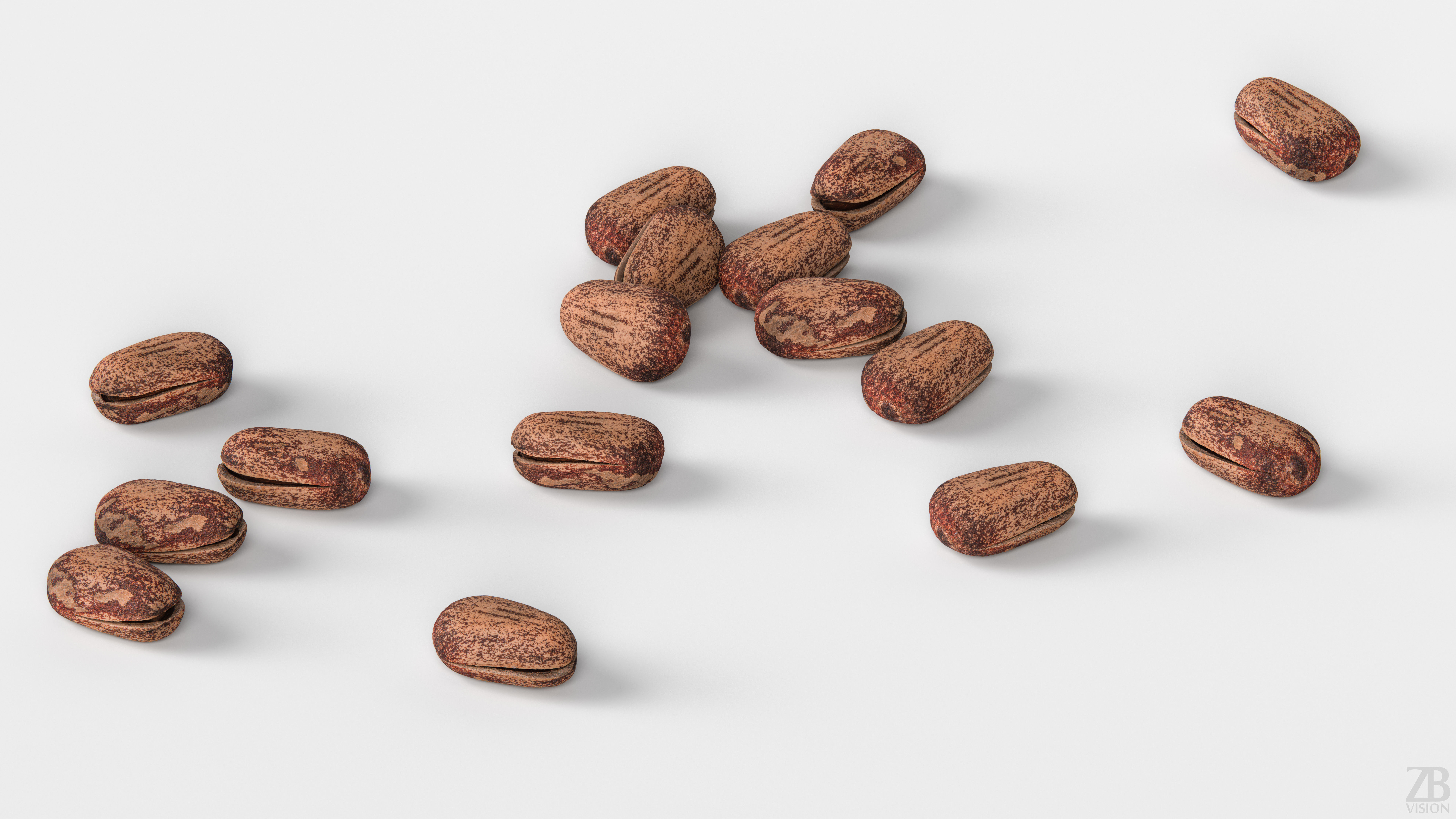 Pine Seed  3D model_2