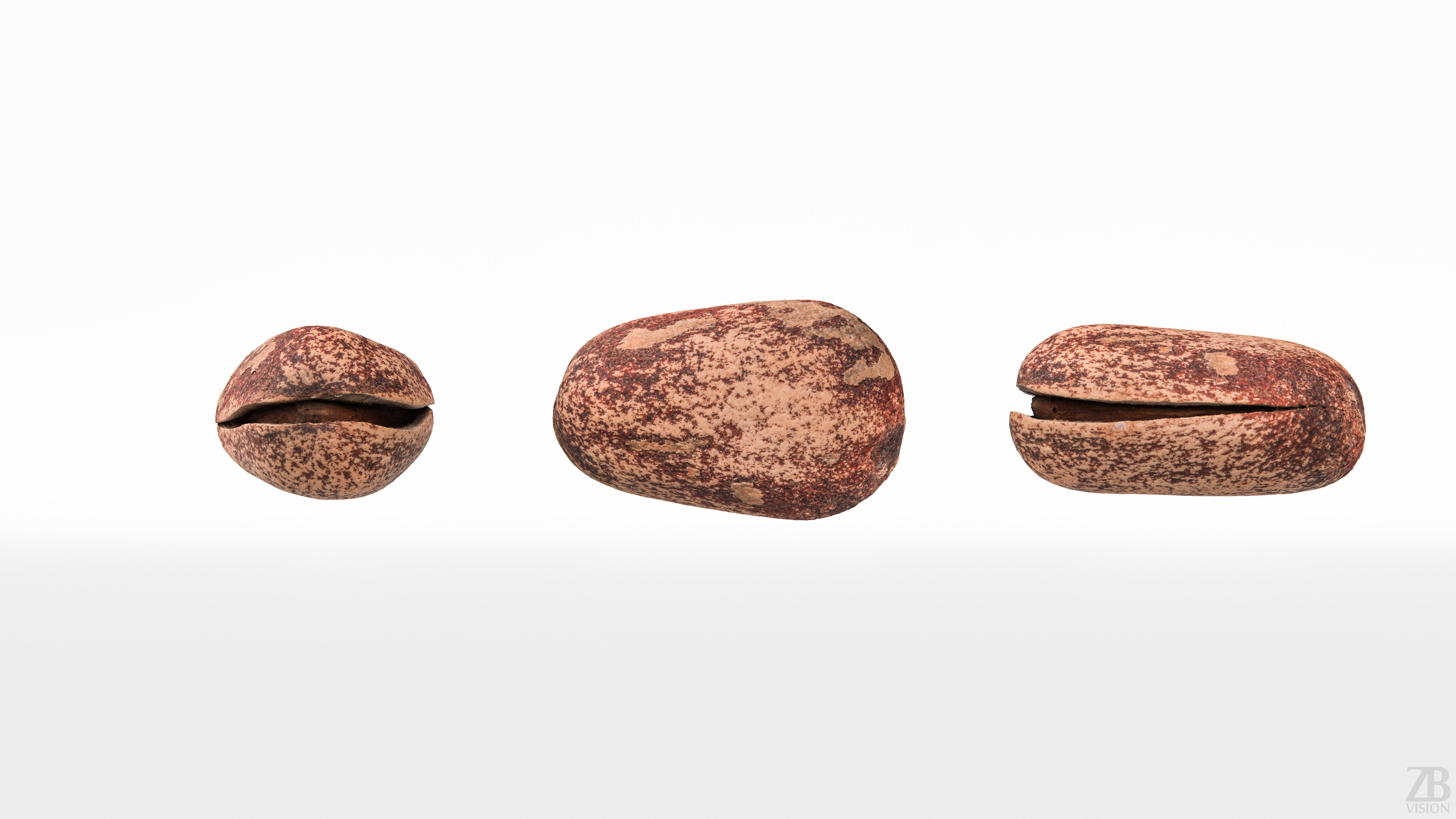 Pine Seed  3D model_4