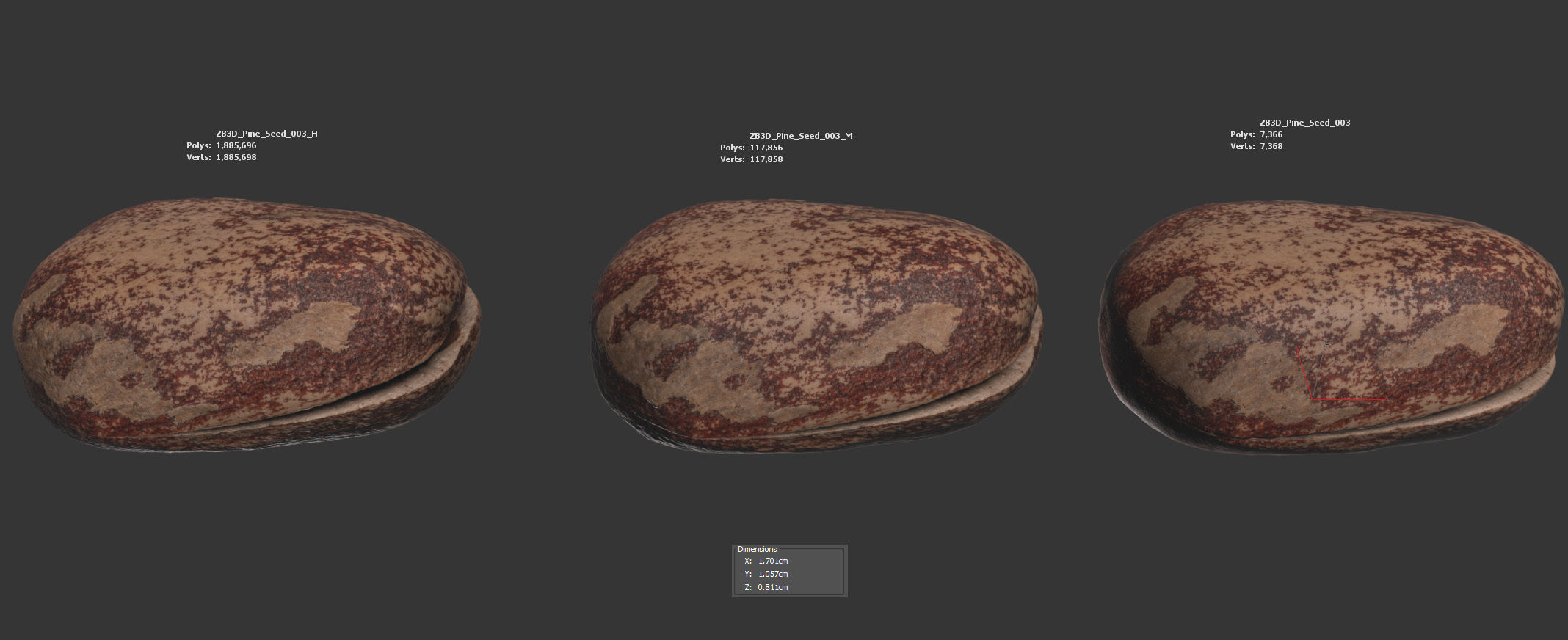 Pine Seed  3D model_5