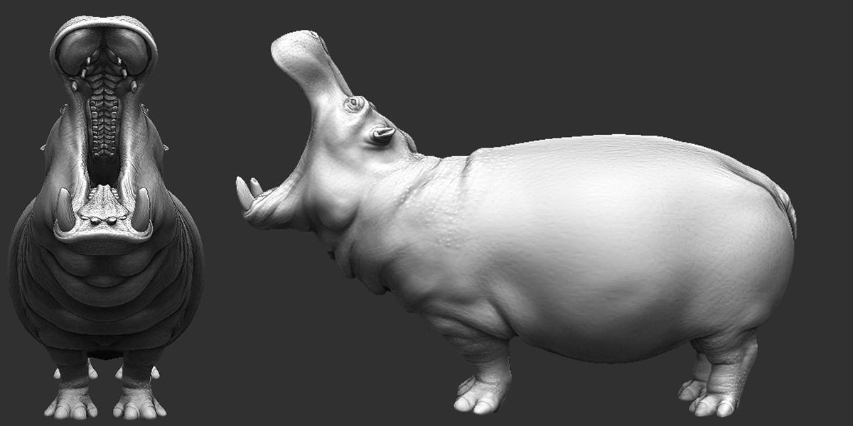 Hippopotamus  Sculpt 3D model_3