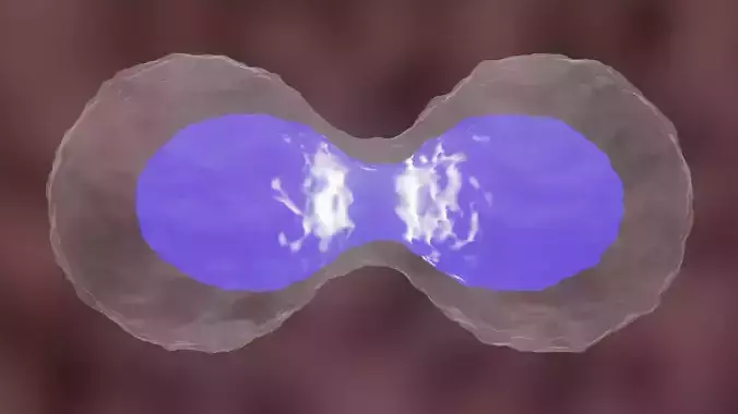 Cell Division or Mitosis 3D model