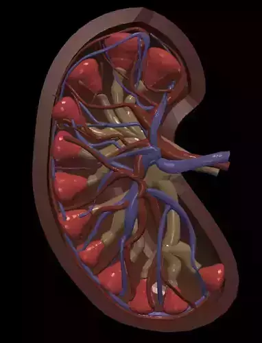 3D Model of Kidneys 3D model