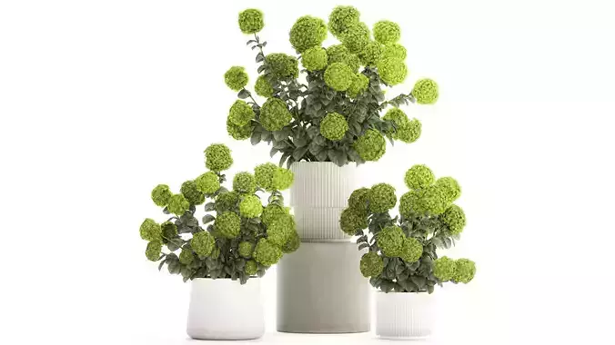 Beautiful Hydrangea bushes in a flower pot for home 1296 3D model