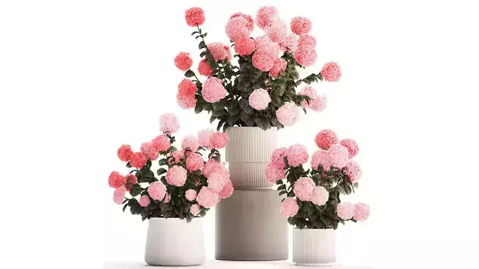 Beautiful bushes of pink hydrangea in a flower pot for home
