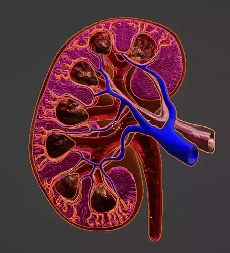 3D Model of Human Kidney cross section