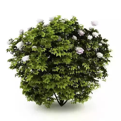 Peony rose bush 3D model