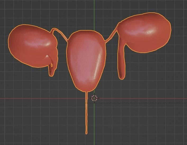 3D Model of Urinary System 3D model_8