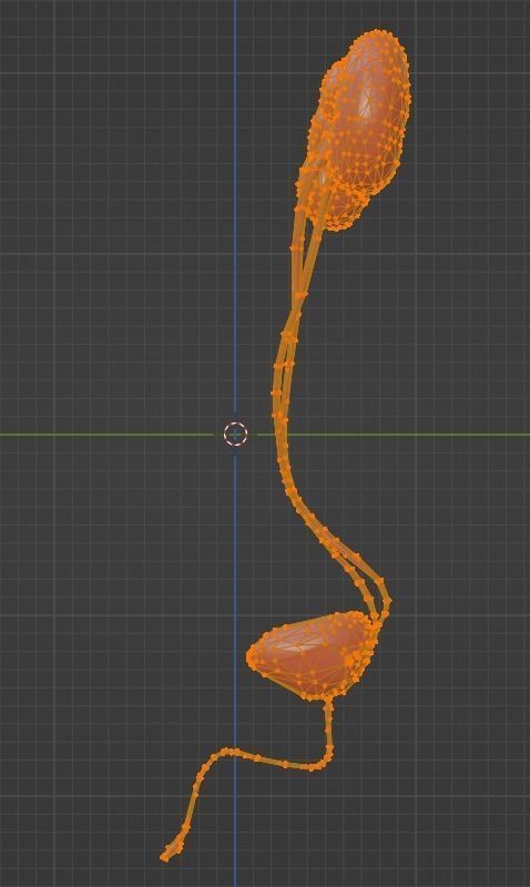 3D Model of Urinary System 3D model_13