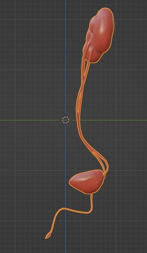 3D Model of Urinary System 3D model_12