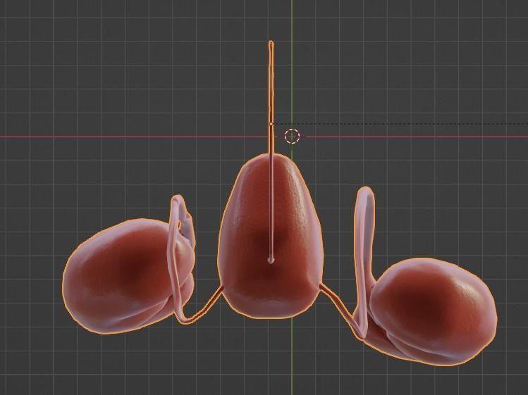 3D Model of Urinary System 3D model_9